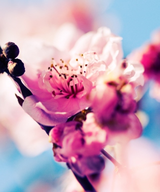 Beautiful Cherry Blossom sfondi gratuiti per Nokia Asha 305