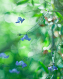 Screenshot №1 pro téma Blue Flowers Macro And Beautiful Bokeh 128x160