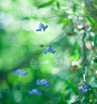 Blue Flowers Macro And Beautiful Bokeh - Obrázkek zdarma pro 208x208