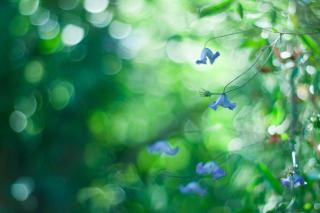 Blue Flowers Macro And Beautiful Bokeh Wallpaper for Android, iPhone and iPad