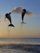 Screenshot №1 pro téma Dolphins Jumping 132x176
