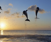 Das Dolphins Jumping Wallpaper 176x144