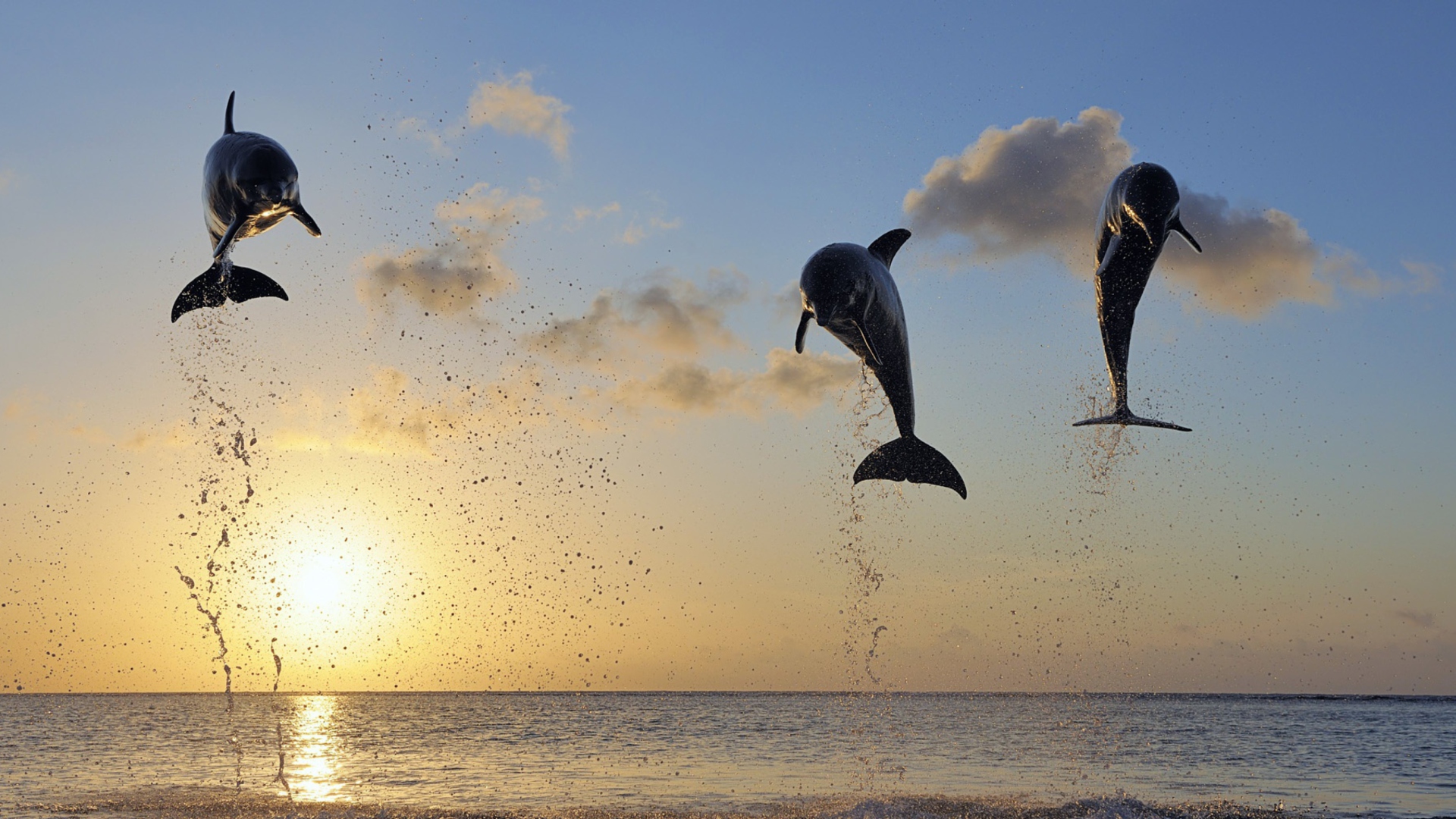 Обои Dolphins Jumping 1920x1080