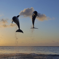 Fondo de pantalla Dolphins Jumping 208x208