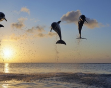 Das Dolphins Jumping Wallpaper 220x176