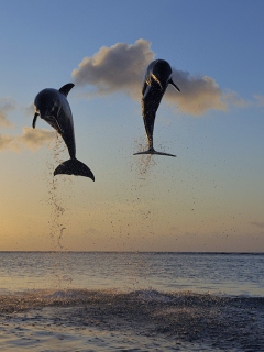 Обои Dolphins Jumping 240x320