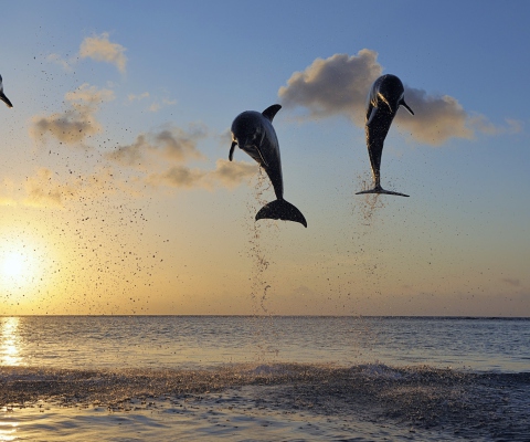 Das Dolphins Jumping Wallpaper 480x400