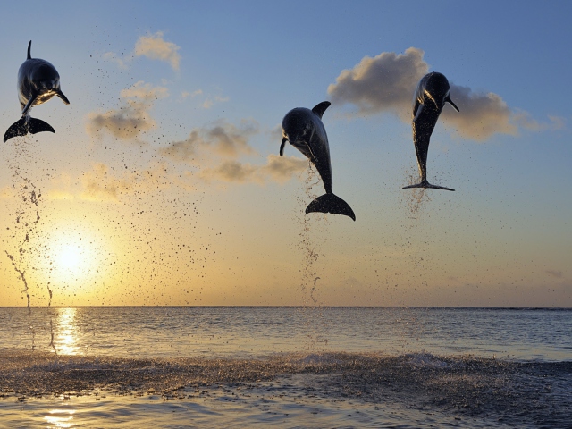 Обои Dolphins Jumping 640x480