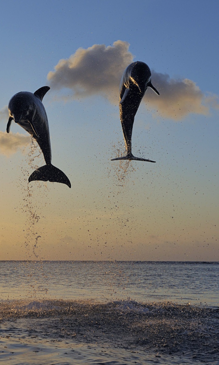 Screenshot №1 pro téma Dolphins Jumping 768x1280