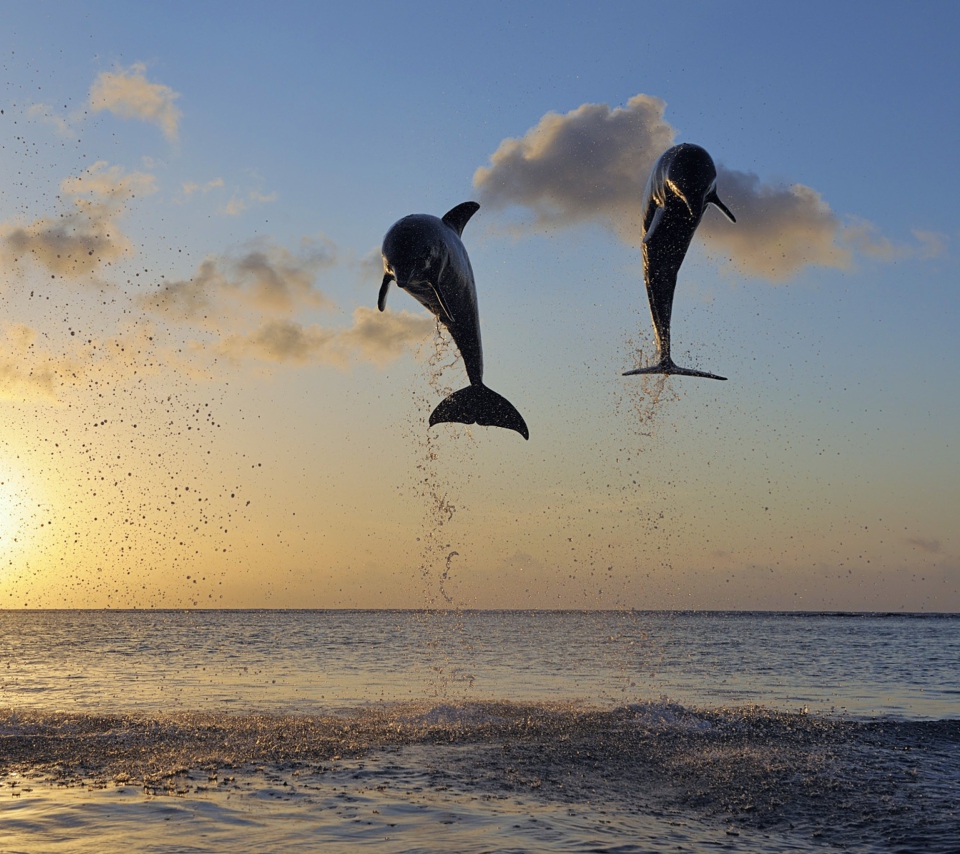 Fondo de pantalla Dolphins Jumping 960x854