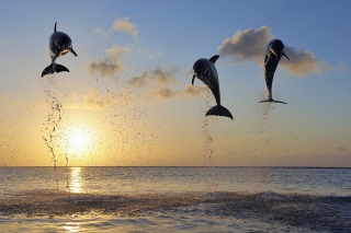 Dolphins Jumping - Obrázkek zdarma pro Nokia Asha 302