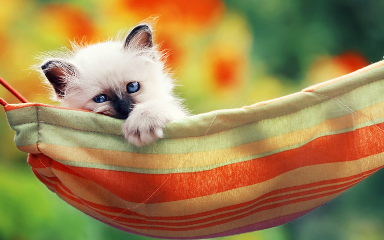 Super Cute Little Siamese Kitten wallpaper 1280x800