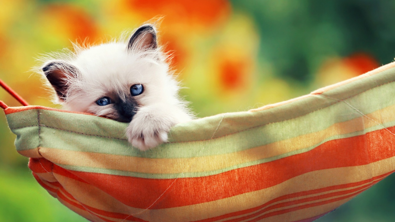 Fondo de pantalla Super Cute Little Siamese Kitten 1366x768