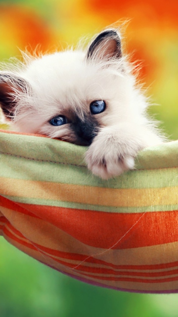 Super Cute Little Siamese Kitten screenshot #1 360x640