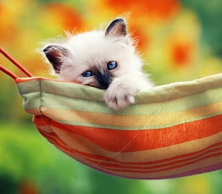 Super Cute Little Siamese Kitten sfondi gratuiti per 1024x1024
