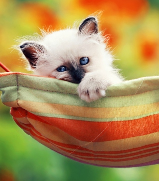 Kostenloses Super Cute Little Siamese Kitten Wallpaper für 240x400