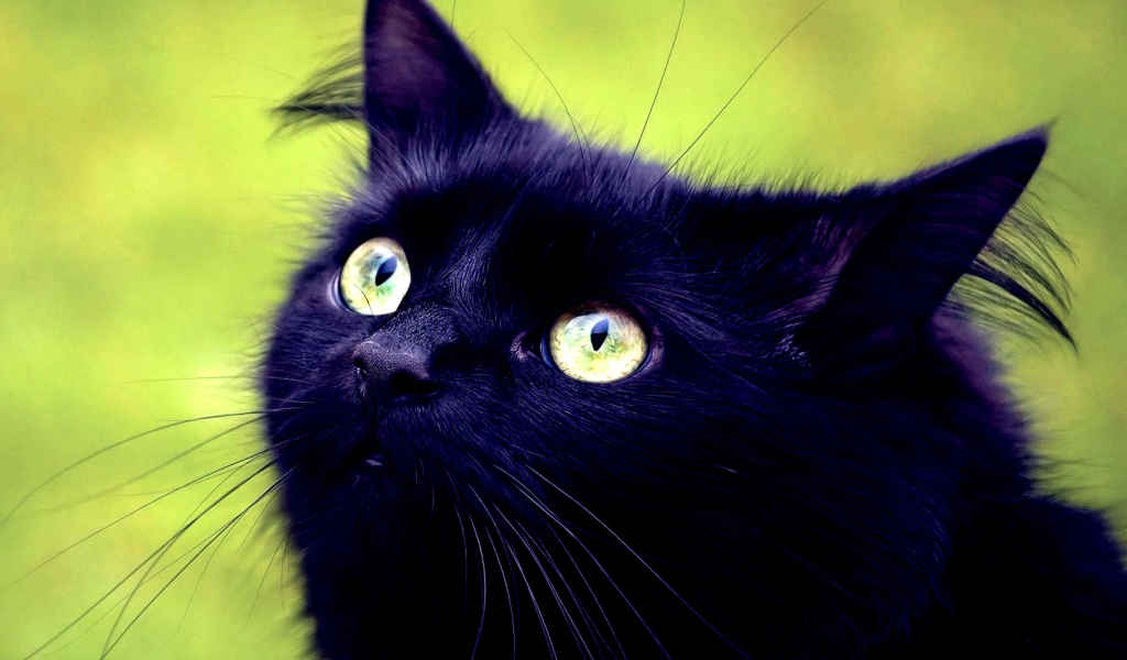 Das Blackest Black Cat And Green Grass Wallpaper 1024x600