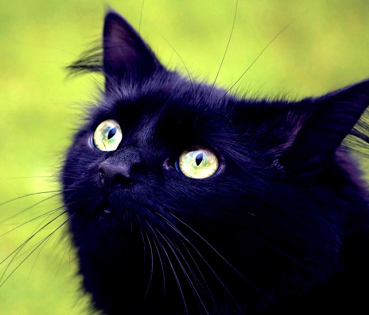 Screenshot №1 pro téma Blackest Black Cat And Green Grass 1200x1024