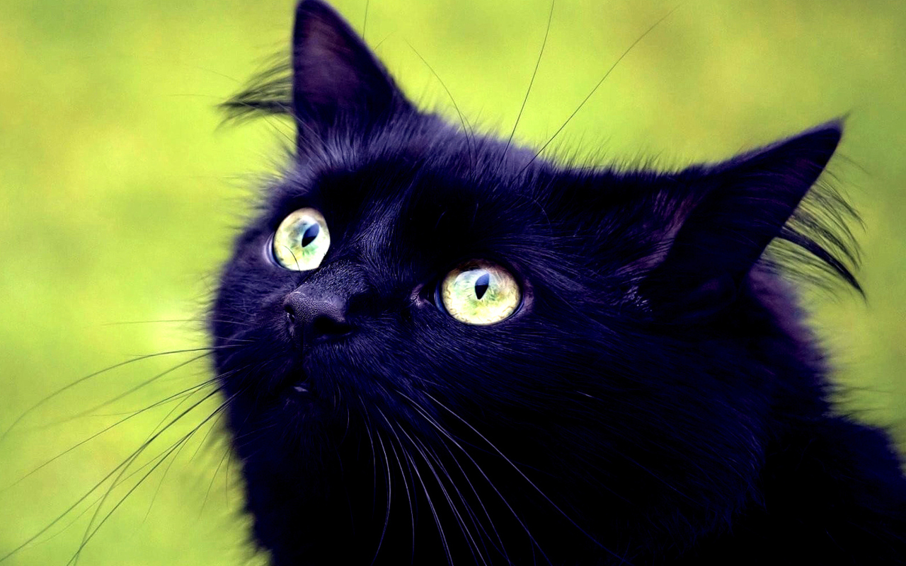Screenshot №1 pro téma Blackest Black Cat And Green Grass 1280x800