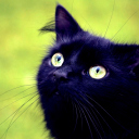 Sfondi Blackest Black Cat And Green Grass 128x128