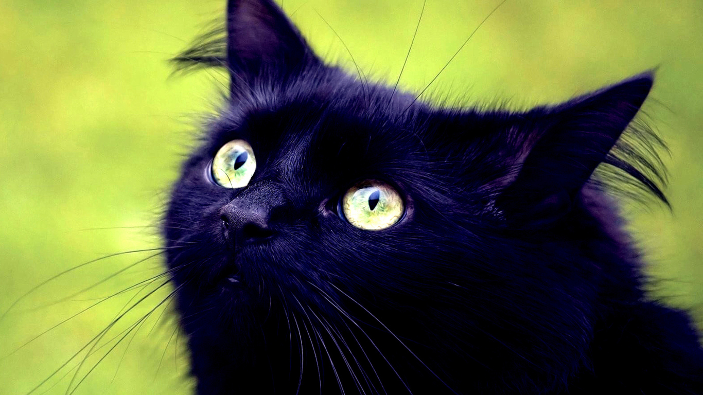 Screenshot №1 pro téma Blackest Black Cat And Green Grass 1366x768