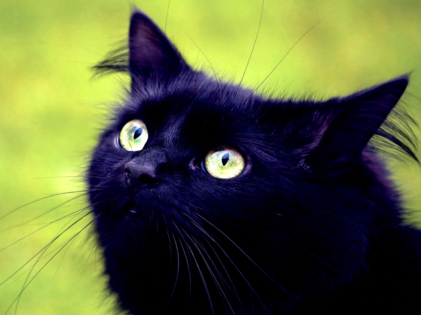 Sfondi Blackest Black Cat And Green Grass 1400x1050