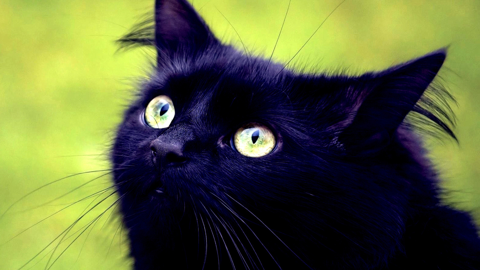 Обои Blackest Black Cat And Green Grass 1600x900