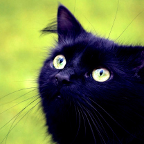 Fondo de pantalla Blackest Black Cat And Green Grass 208x208
