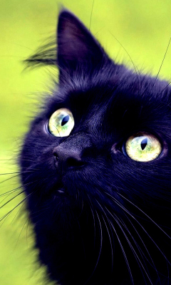 Sfondi Blackest Black Cat And Green Grass 240x400