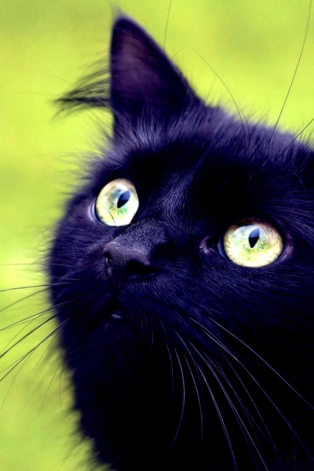 Screenshot №1 pro téma Blackest Black Cat And Green Grass 640x960