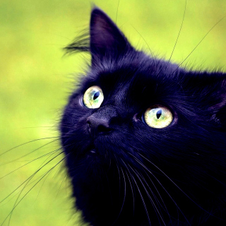 Kostenloses Blackest Black Cat And Green Grass Wallpaper für 208x208