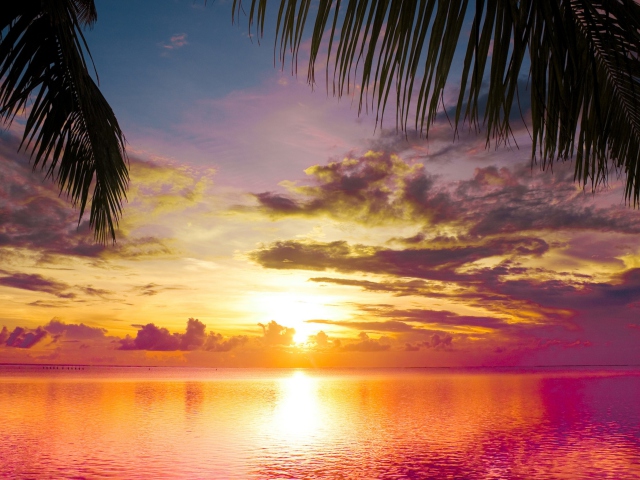Das Sunset Between Palm Trees Wallpaper 640x480