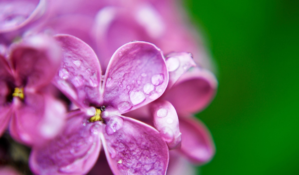 Screenshot №1 pro téma Dew Drops On Lilac Petals 1024x600