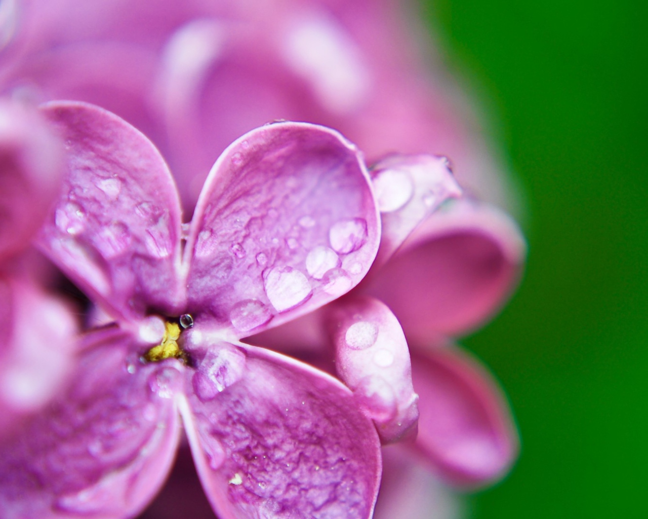 Fondo de pantalla Dew Drops On Lilac Petals 1280x1024