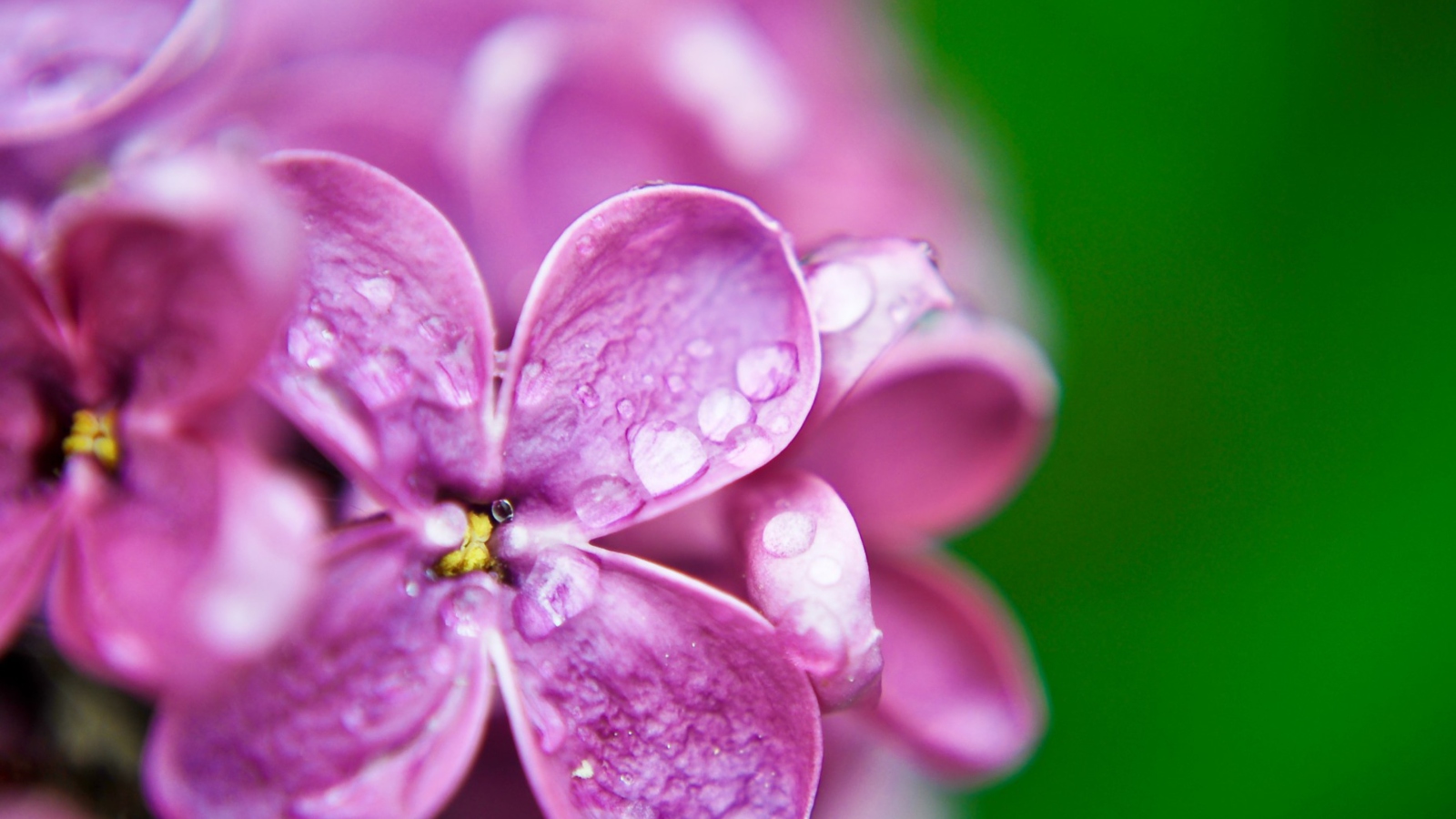 Fondo de pantalla Dew Drops On Lilac Petals 1600x900