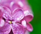 Das Dew Drops On Lilac Petals Wallpaper 176x144