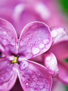 Dew Drops On Lilac Petals wallpaper 240x320