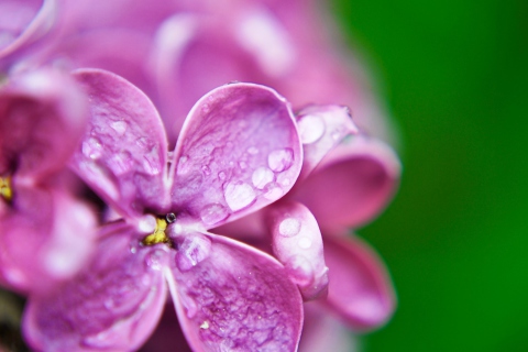 Dew Drops On Lilac Petals wallpaper 480x320