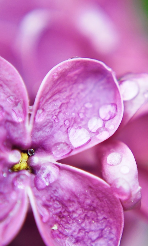Dew Drops On Lilac Petals wallpaper 480x800