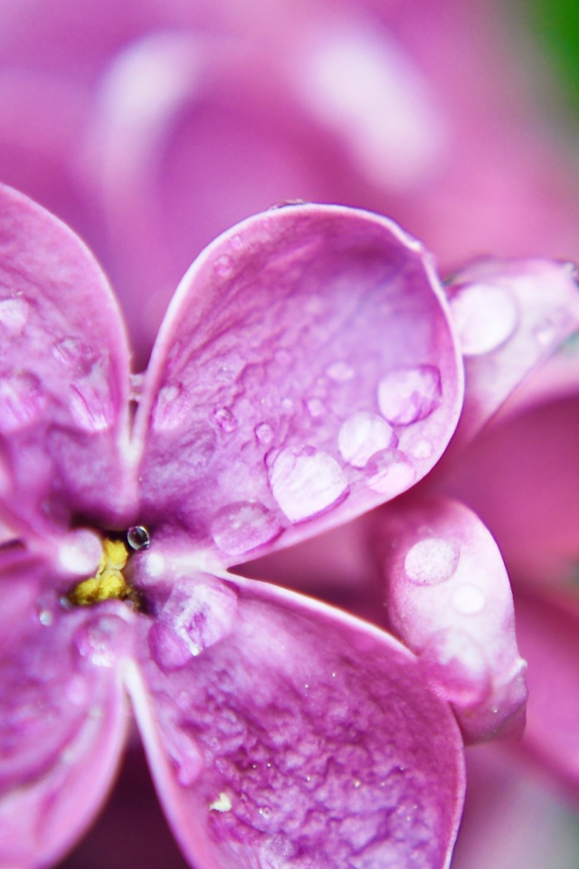 Dew Drops On Lilac Petals wallpaper 640x960