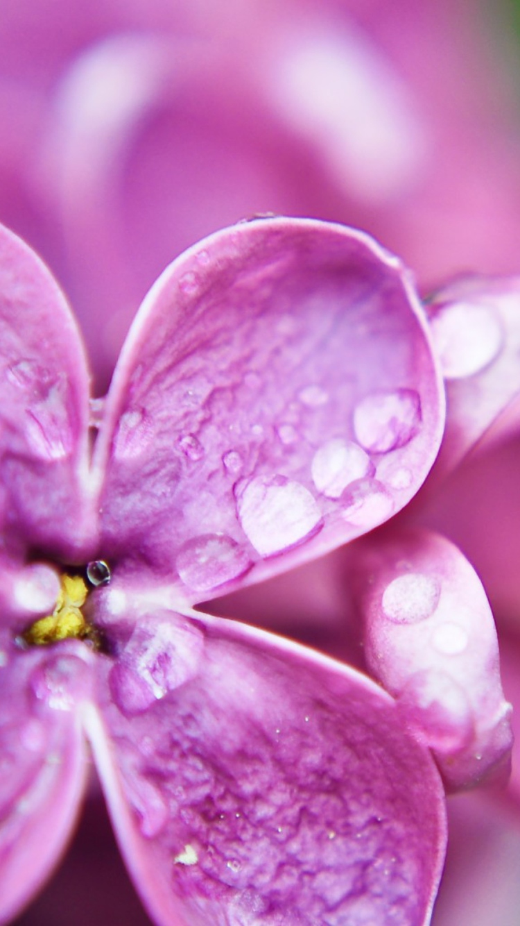 Dew Drops On Lilac Petals screenshot #1 750x1334