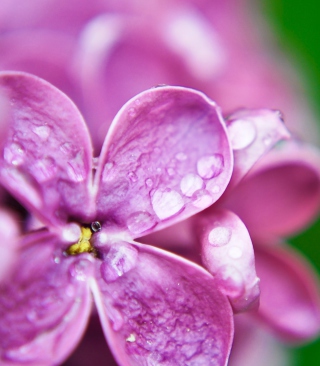 Kostenloses Dew Drops On Lilac Petals Wallpaper für Nokia X2