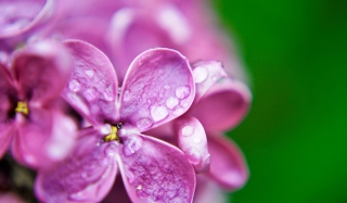 Dew Drops On Lilac Petals Wallpaper for Android, iPhone and iPad