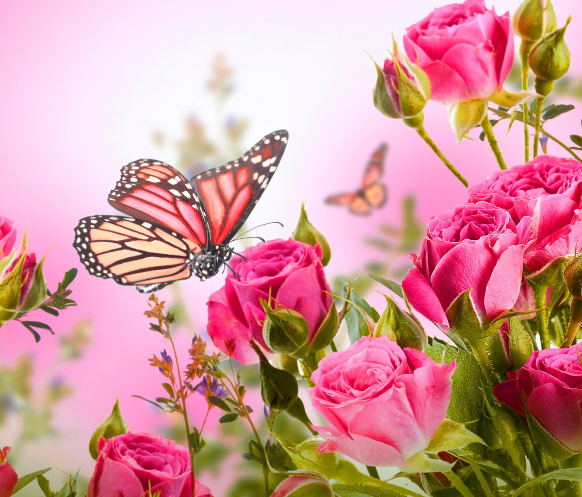 Das Rose Butterfly Wallpaper 1200x1024