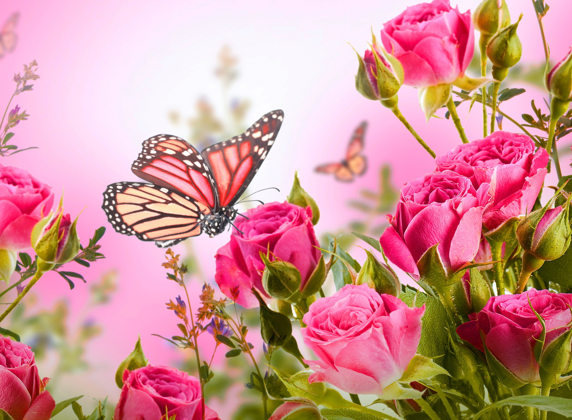Fondo de pantalla Rose Butterfly 1920x1408