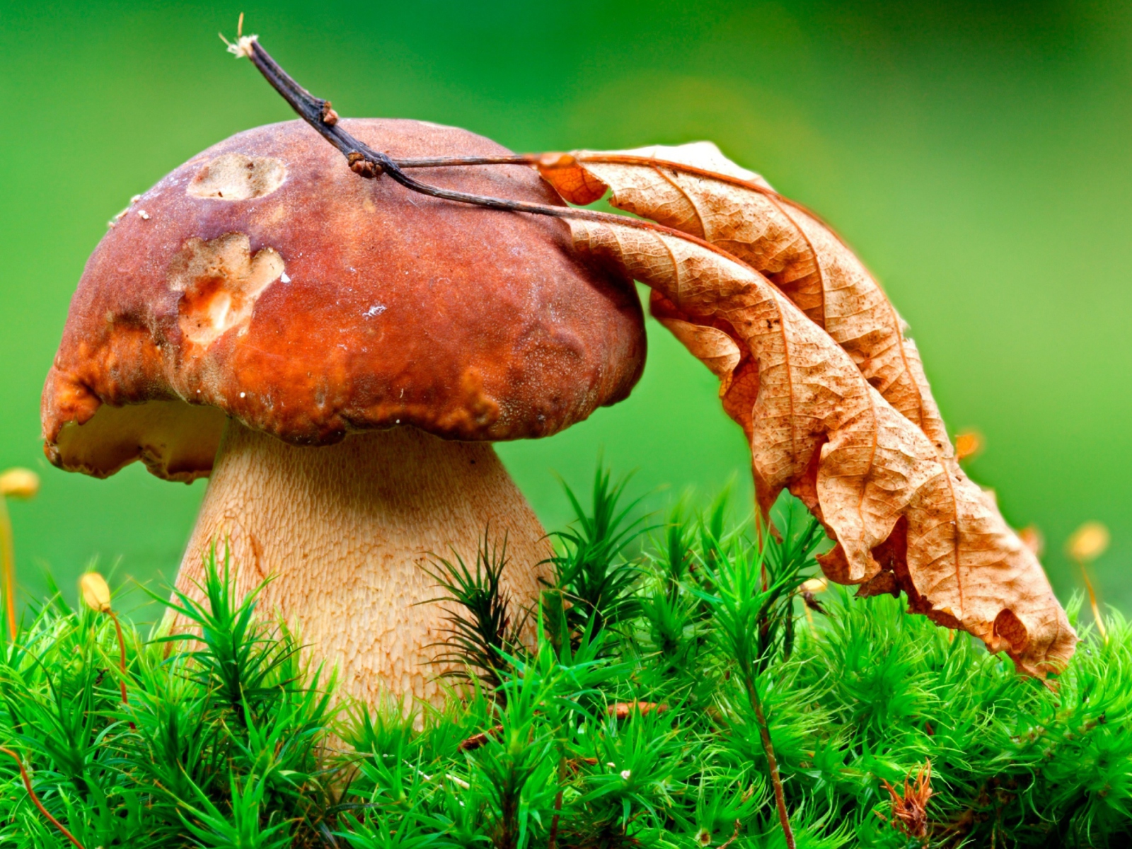 Sfondi Mushroom And Autumn Leaf 1600x1200