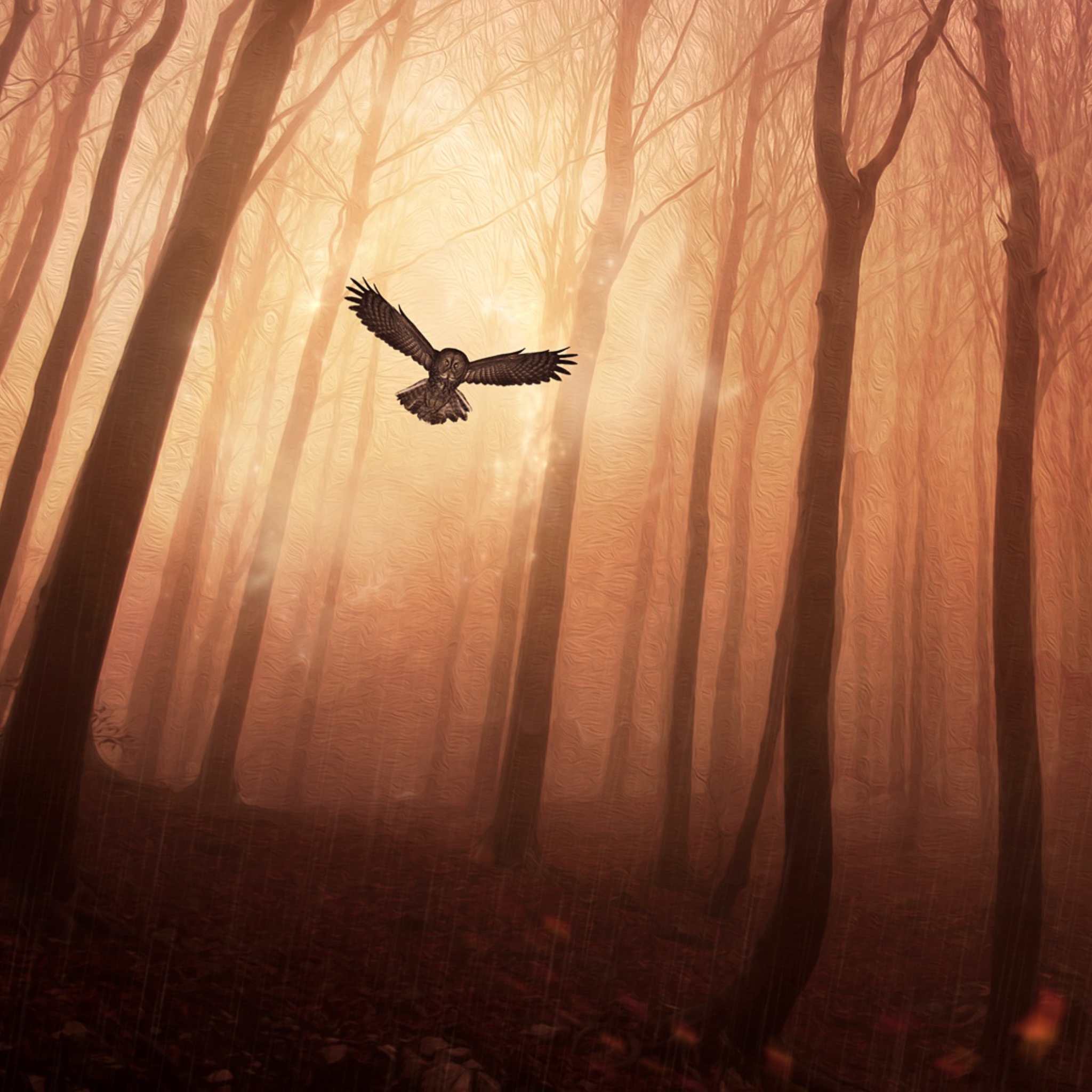 Обои Dark Owl In Dark Forest 2048x2048