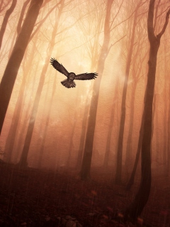 Обои Dark Owl In Dark Forest 240x320