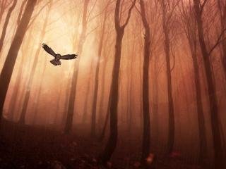 Dark Owl In Dark Forest wallpaper 320x240