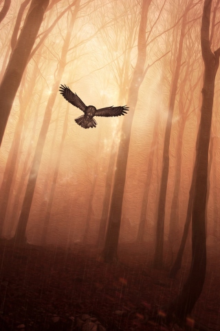 Обои Dark Owl In Dark Forest 320x480